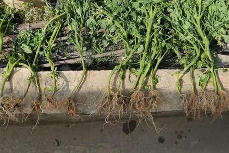 刚刚移栽的樱桃树可以使用叶面肥吗？怎样使用？