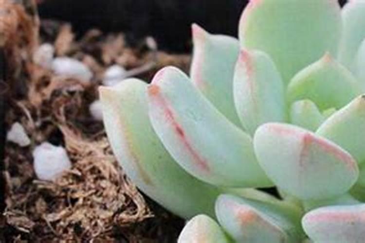 多肉植物能喷磷钾肥吗