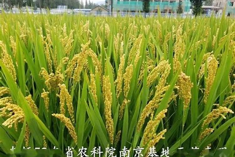 水稻怎样施肥