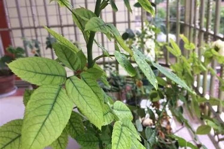 味精水浇花的正确方法