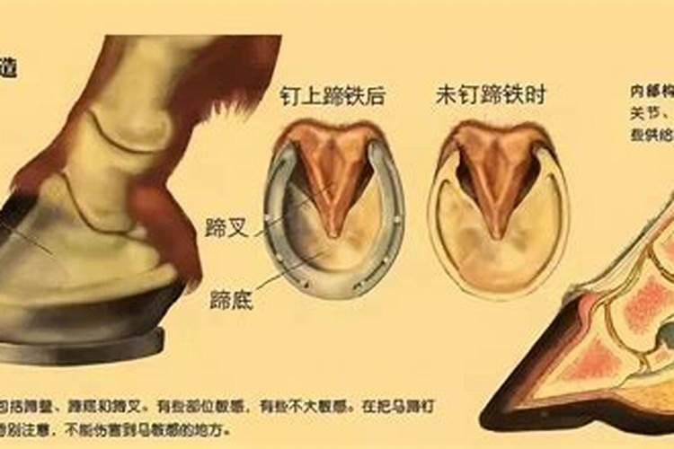 种花肥料:骨粉、马掌哪个好用