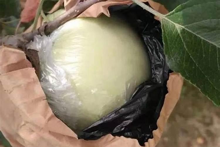 富士苹果摘完袋儿后能不能浇水？会不会产生危害？