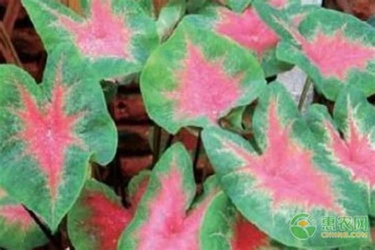 秋月梨冲什么肥料膨果快