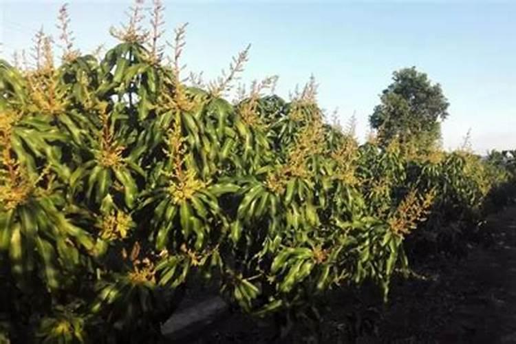 芒果花杆不红打什么药