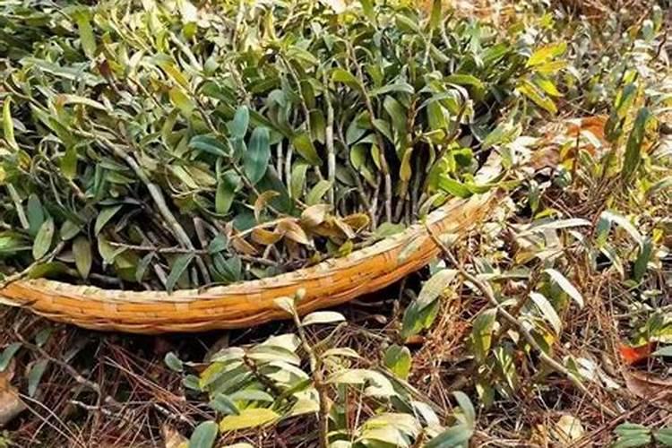 果树没有叶能吸收叶面肥吗？