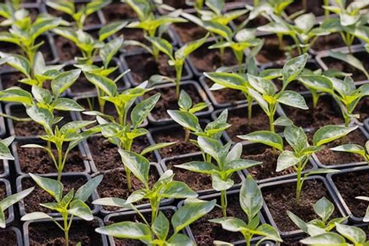 辣椒用什么肥料才能高产？