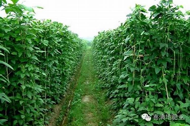 果树专用增产膨果叶面肥料？果树专用叶面肥什么牌子的好？