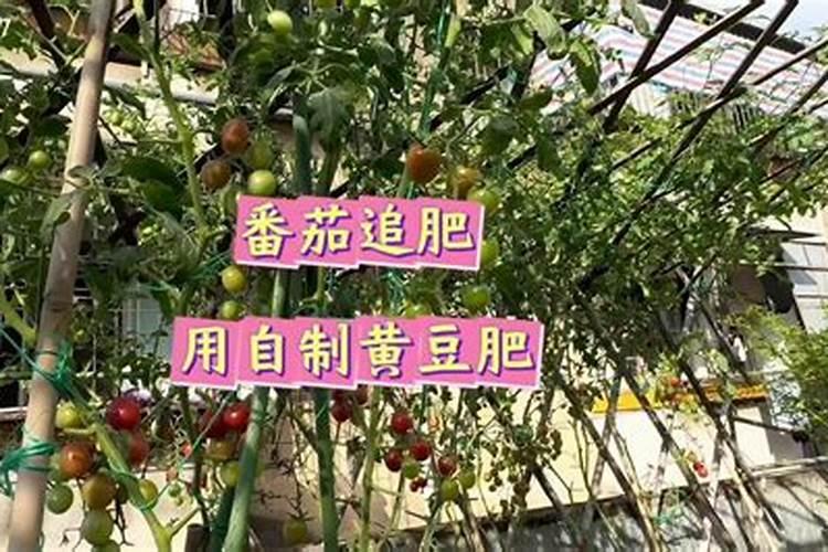 如何给小番茄苗施肥盆栽？