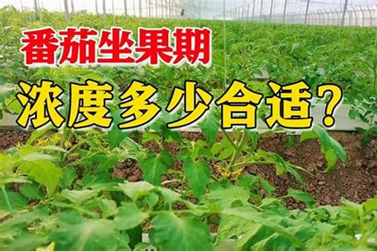 沃柑用什么肥料最好