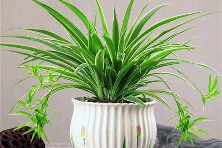 葡萄树叶子发黄用什么药治疗