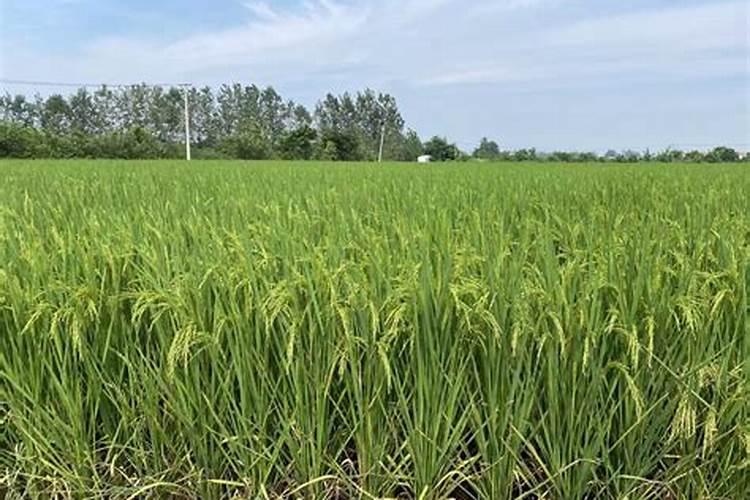 水稻专用叶面肥哪个厂家好？叶面肥哪个品牌好？叶面肥用根小子效果好...