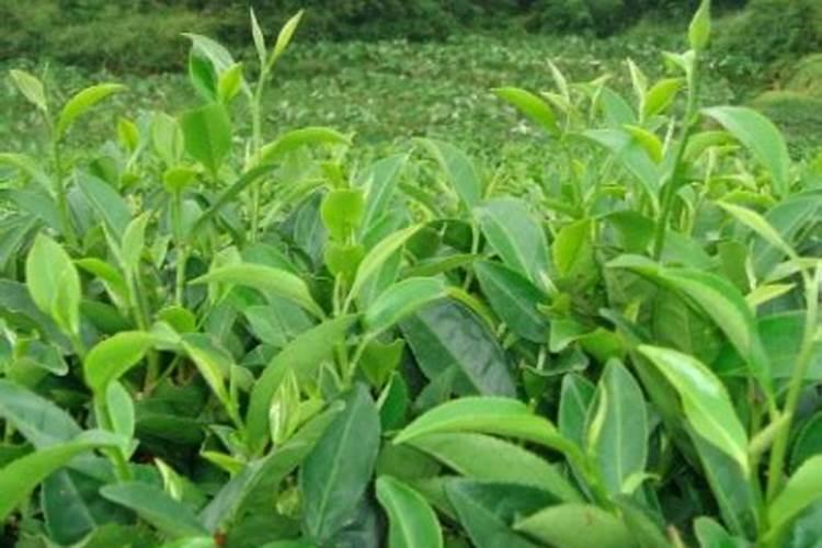 茶叶种后多久施肥