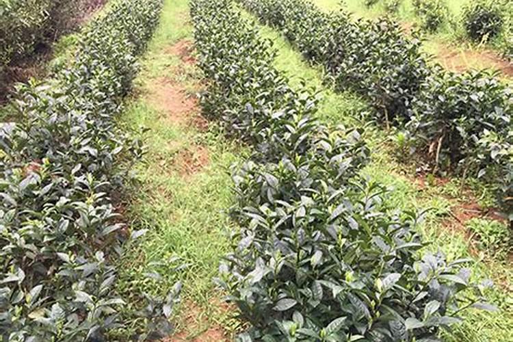 小茶苗什么时候施肥 小茶苗什么时间适合施肥