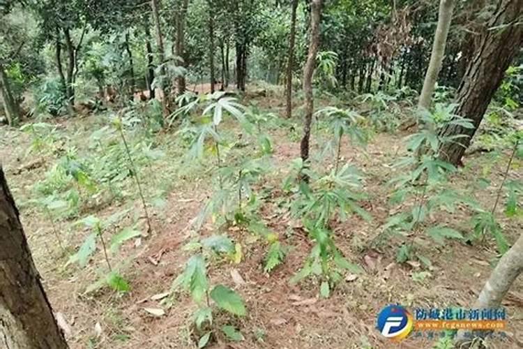 商标侵权何时休？