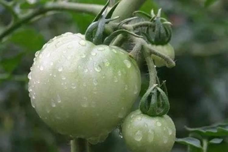 碧护,芸苔素,喷西红柿有什么作用。请专家指导。谢谢。