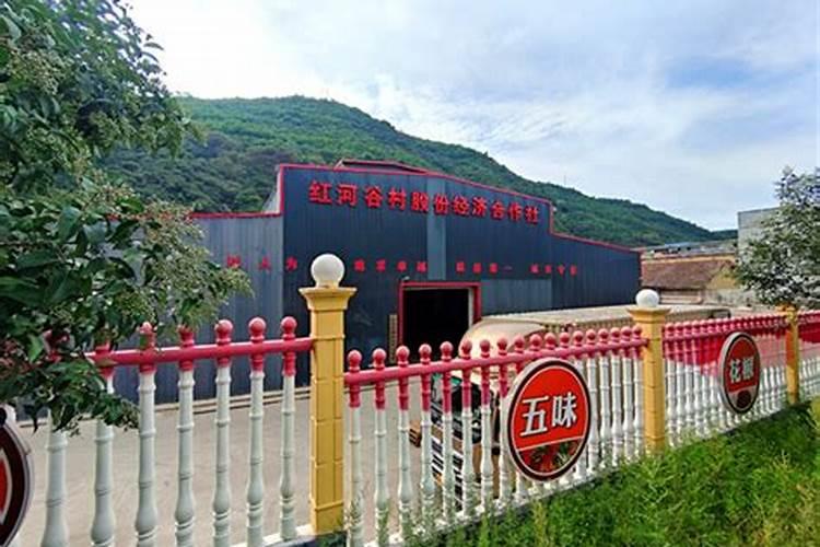 盆栽蓝莓怎么浇水方法