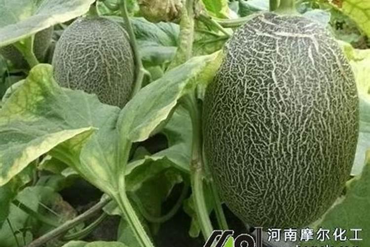 哈密瓜常年重茬用什么肥料基肥？