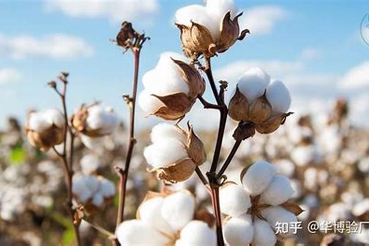 大量元素和矿源黄腐酸钾可以加有机水溶肥淋砂糖桔吗