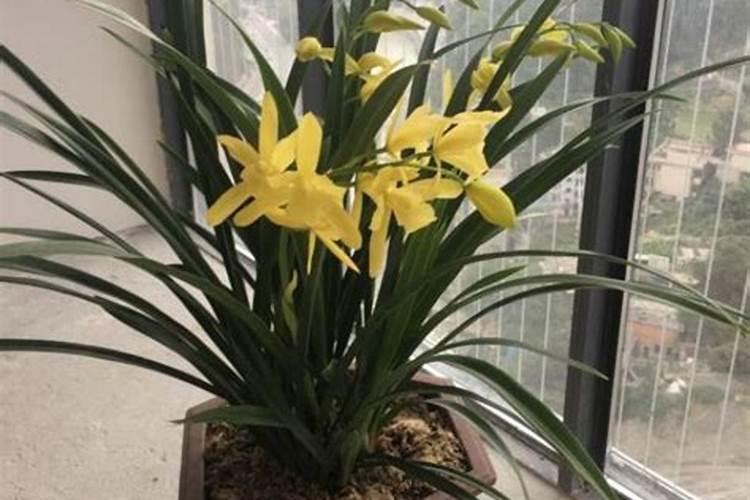 茶花开花期间可不可以叶面施肥.谢谢大家