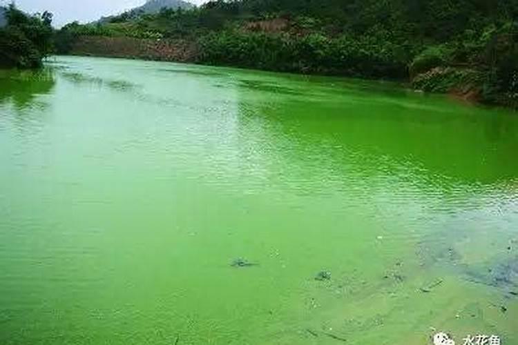 细菌性痢疾治疗处方有哪些？