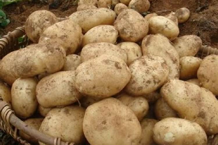 槟榔树怎么种植(详解槟榔树的栽培技术)