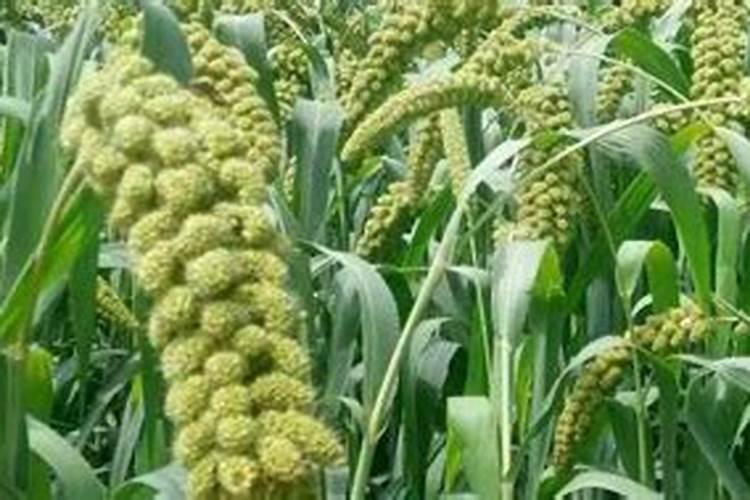 种谷子用什么肥料好