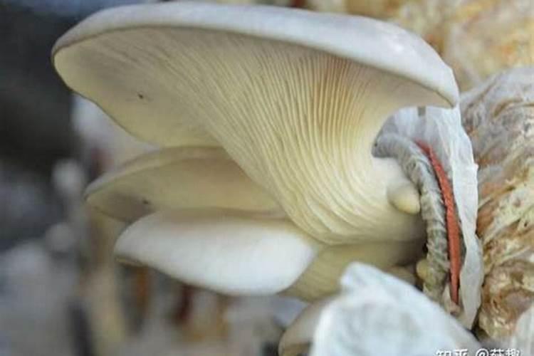 尿素和红糖水喷洒平菇可以吗？