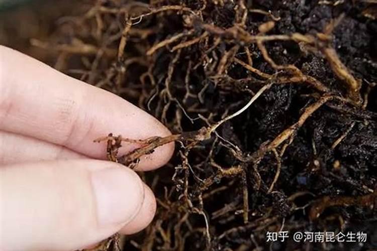 红枣沤烂了能当肥料吗