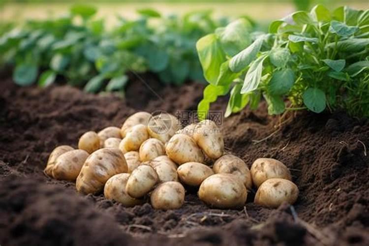 腐植酸土的用途