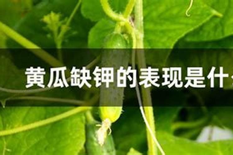 。玉米脱肥打液态氮可以吗？