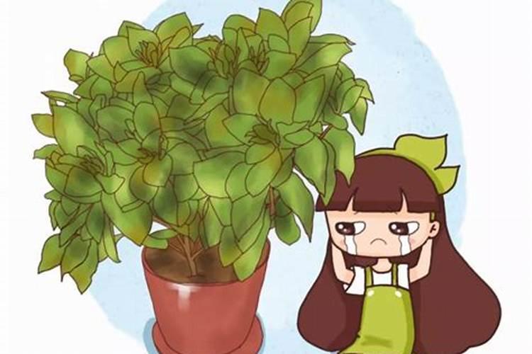 多肉换盆后要浇水吗,上盆后浇水方法