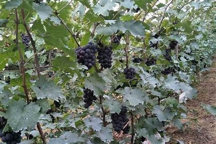 苹果树开春施什么肥料好？