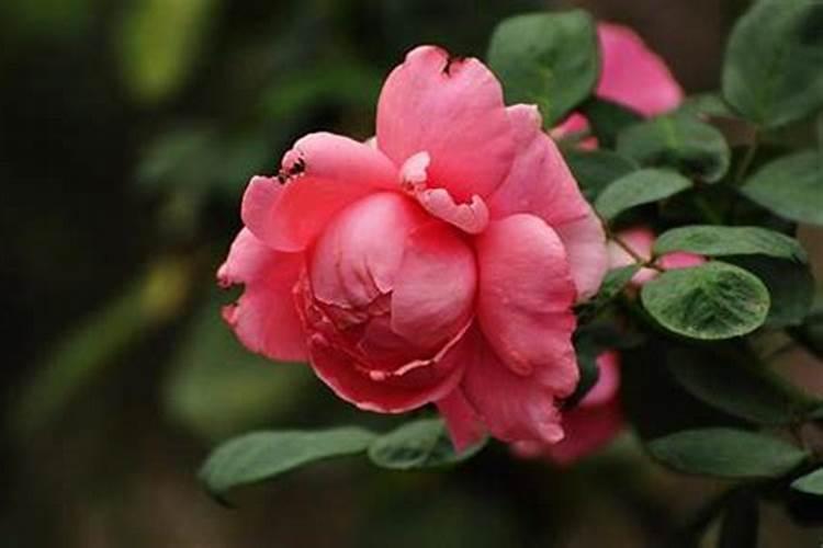 月季开完花之后怎么施肥？