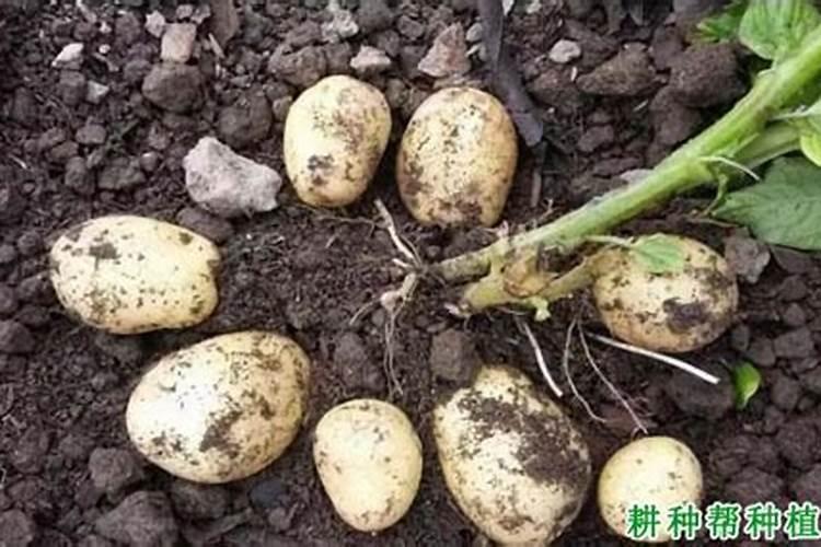 种马铃薯用什么肥料最好