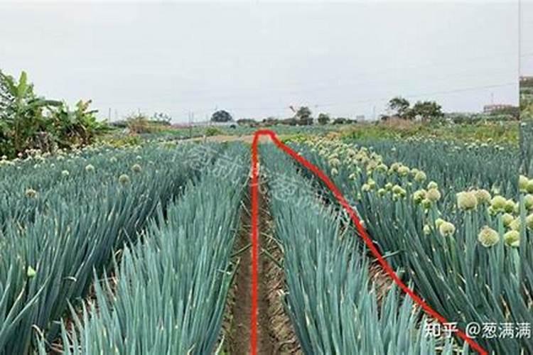 葱要施什么肥料才长得好