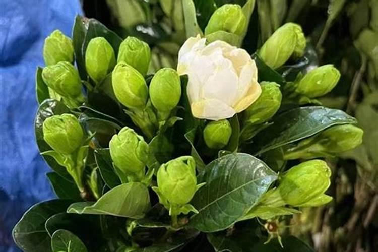 多肉植物可以用氮磷钾复合肥吗