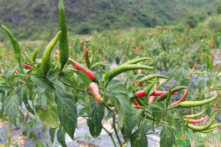 辣椒种植叶面肥很关键,辣椒种植叶面肥该怎么施肥？