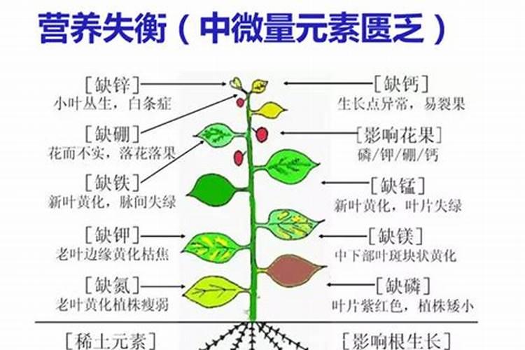怎么配置比较好的疏松营养土