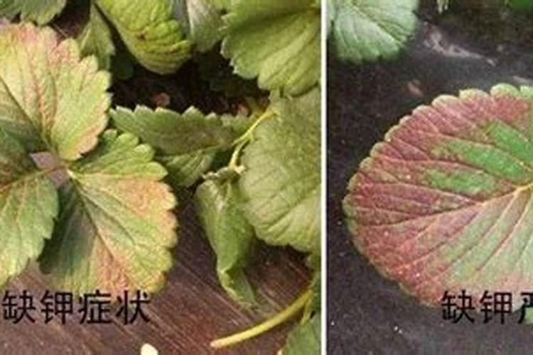 缺少氮磷钾肥分别有什么现象