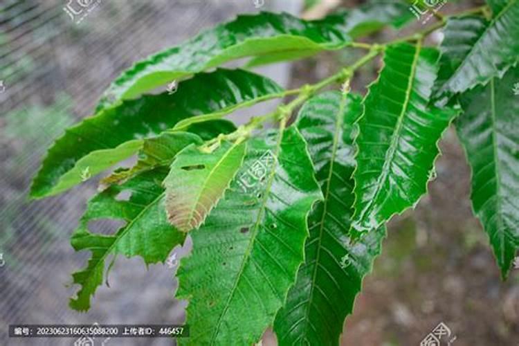 稻壳最简单发酵方法