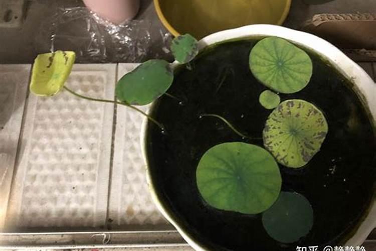 甘草种植技术及亩收益