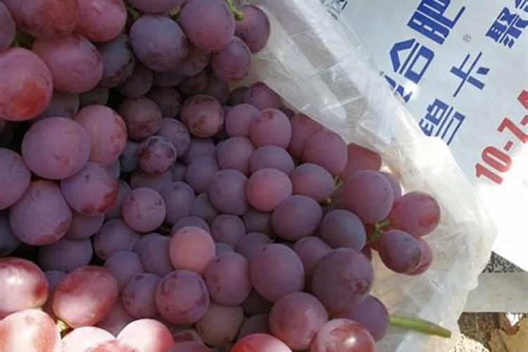 甘草种植技术及亩收益