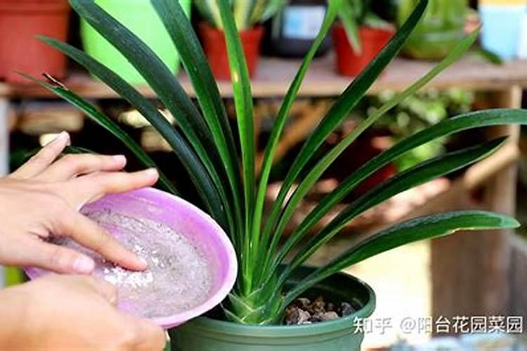 几月给君子兰施磷酸二氢钾