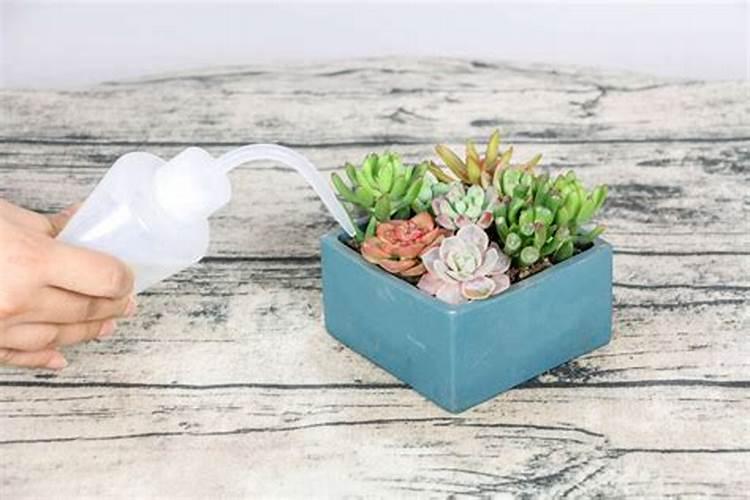 施肥过多烧苗怎么处理