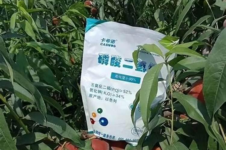 草莓苗幼期补什么肥料