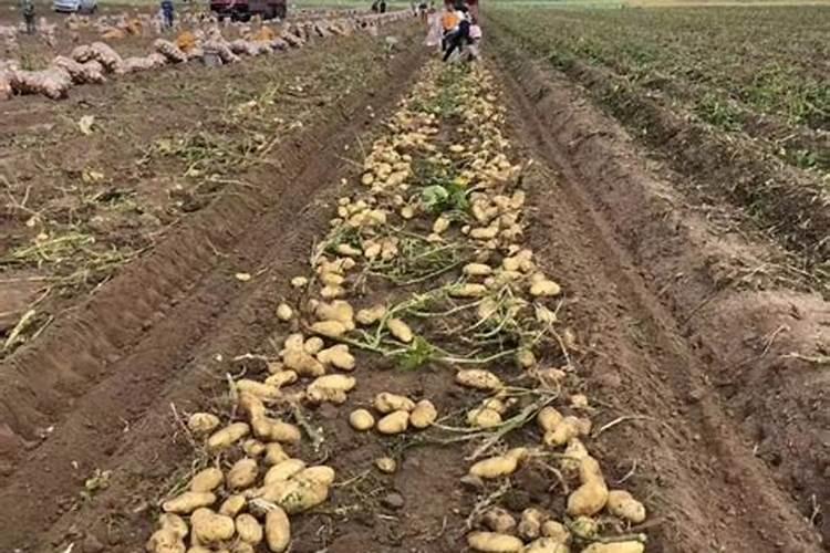 玉米金大棒一瓶盖会有多少克的量呢