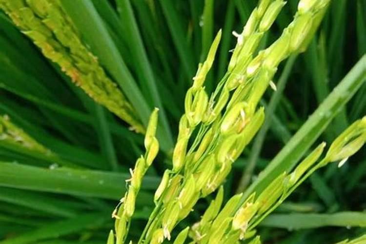 怎样用稻瘟福甲霜防治水稻立枯病？
