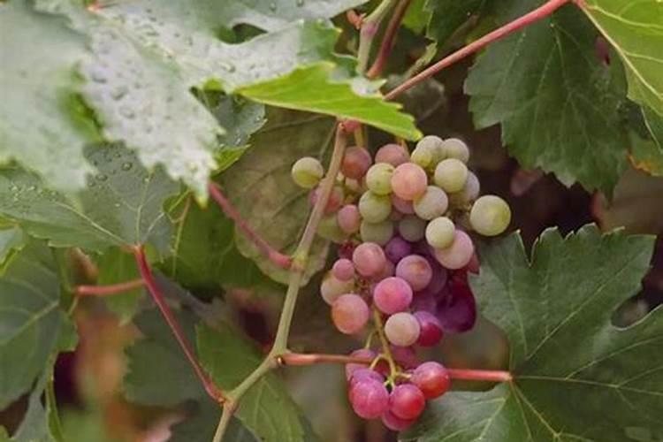 豆角能冲高钾肥料吗