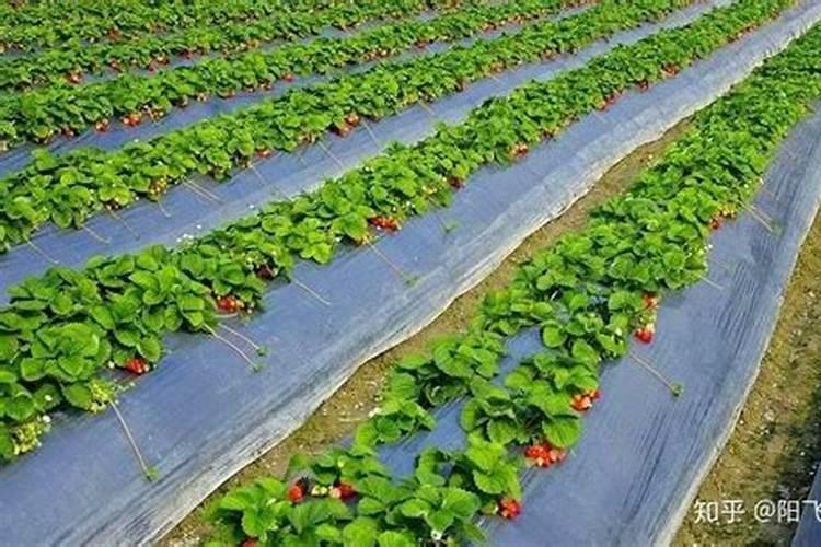 豆角需要使用什么肥料才好