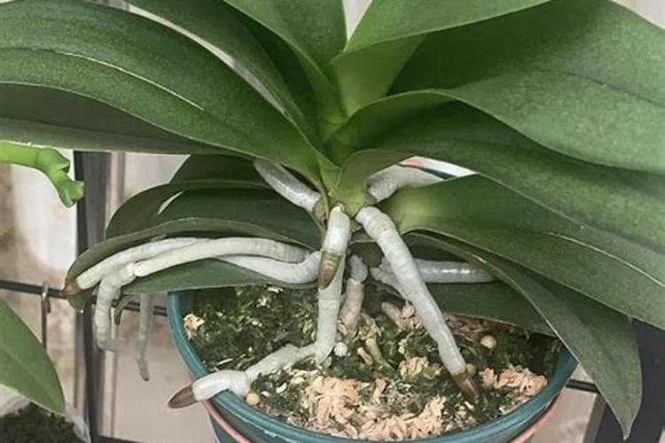 高温高湿天气怎样给百香果苗浇水？